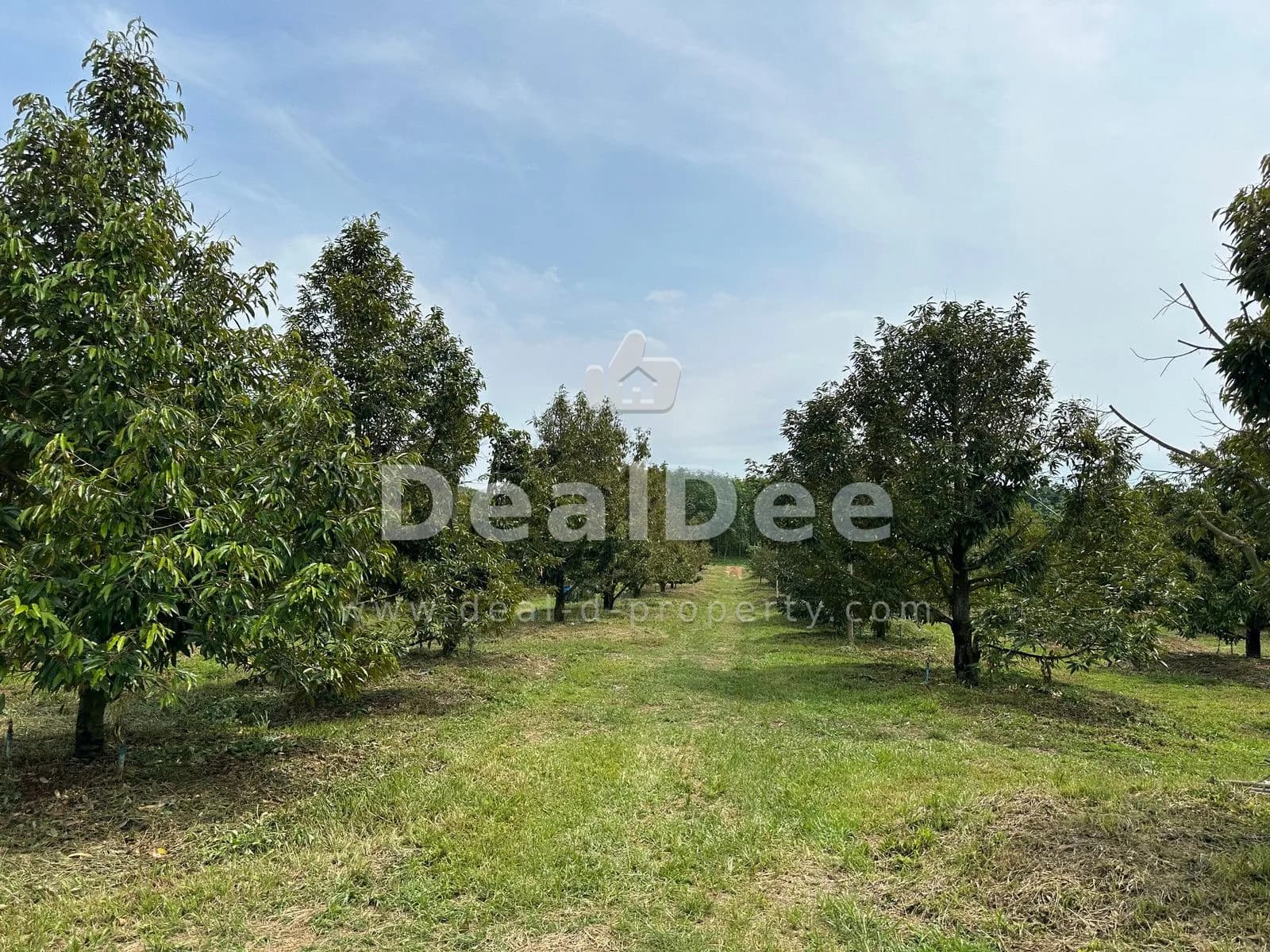 Urgent sale: Durian orchard with 2 free new houses in Wang Chan area, ready to transfer immediately ฿ 7,300,000